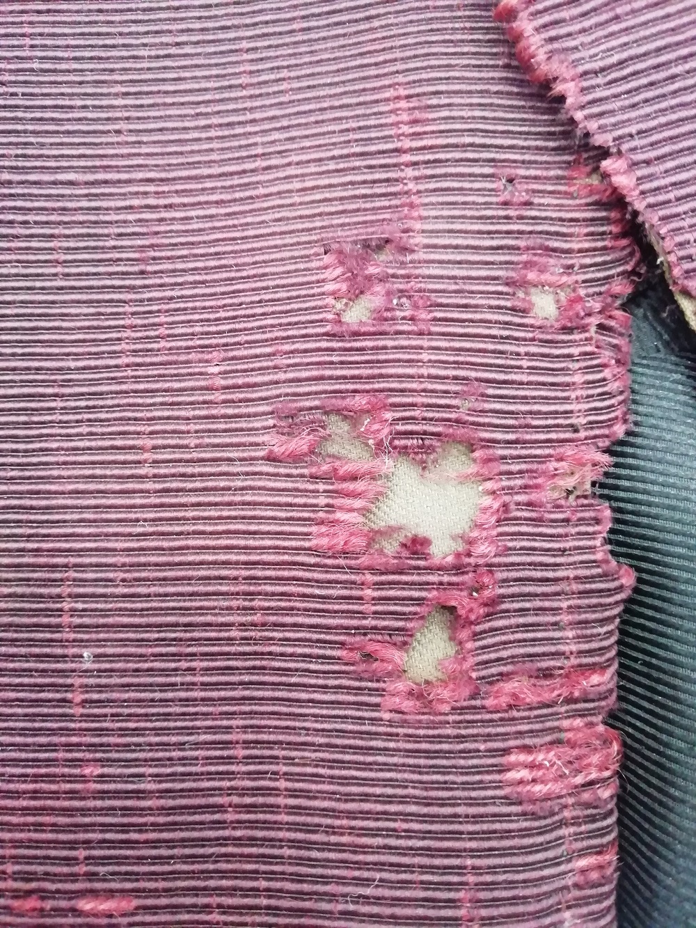 Damage to the front of the jacket resulting from pest activity, © Zenzie Tinker Conservation